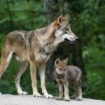 Wolf met welpen